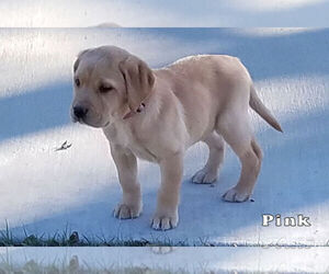 Labrador Retriever Puppy for sale in LONE OAK, TX, USA