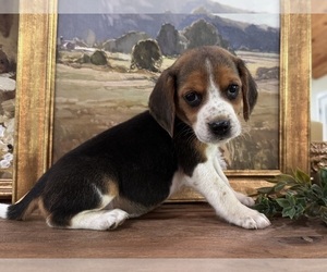 Beagle Puppy for sale in FORDLAND, MO, USA