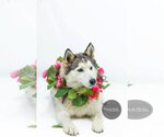 Small #3 Siberian Husky