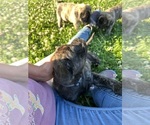 Small Photo #13 Mastiff Puppy For Sale in COEBURN, VA, USA