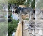 Small #3 Alaskan Malamute-Czech Wolfdog Mix