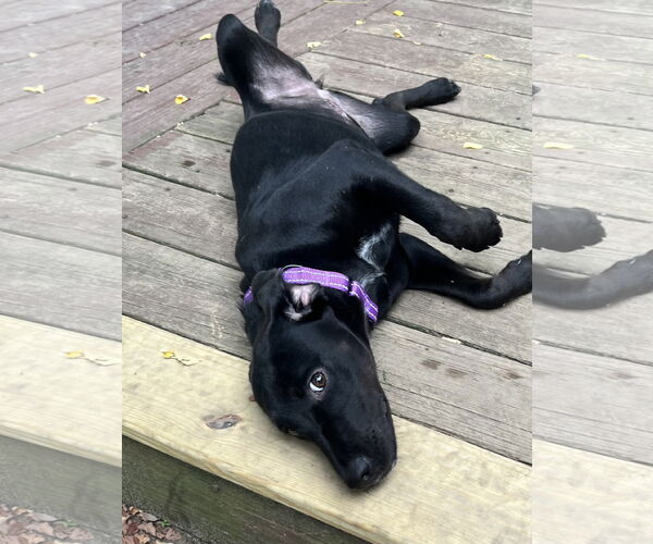 Medium Photo #7 Labrador Retriever-Unknown Mix Puppy For Sale in Mount Laurel, NJ, USA