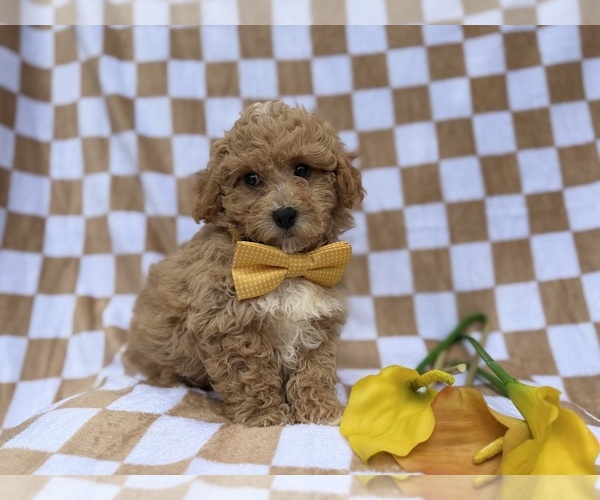 Medium Photo #7 Bichpoo Puppy For Sale in LAKELAND, FL, USA