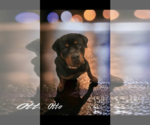 Small Photo #2 Rottweiler Puppy For Sale in Alexander, AR, USA