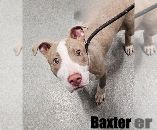 Medium Photo #2 American Pit Bull Terrier-Unknown Mix Puppy For Sale in Brewster, NY, USA