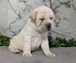 Small #1 Cocker-Pei