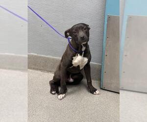 American Pit Bull Terrier-Unknown Mix Dogs for adoption in Las Vegas, NV, USA