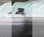 Small #4 Yorkshire Terrier