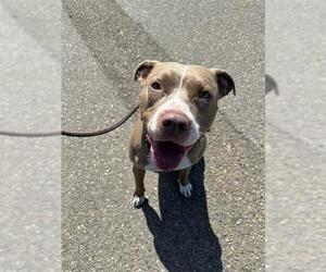 Medium American Pit Bull Terrier