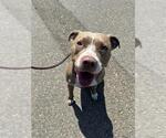 Small American Pit Bull Terrier