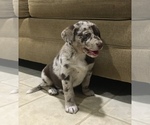 Small Photo #2 Sheprador Puppy For Sale in MILLERSBURG, OH, USA