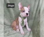 Small Photo #8 Faux Frenchbo Bulldog Puppy For Sale in MINERAL WELLS, WV, USA