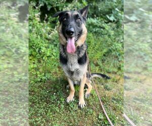 German Shepherd Dog Dogs for adoption in Mt. Airy, MD, USA