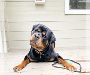 Rottweiler Puppy for sale in CO SPGS, CO, USA