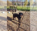 Small Photo #1 Great Dane-Unknown Mix Puppy For Sale in Elmsford, NY, USA