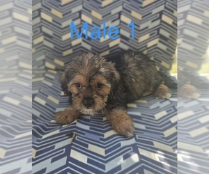 Maltipoo (Miniature) Puppy for sale in WOBURN, MA, USA