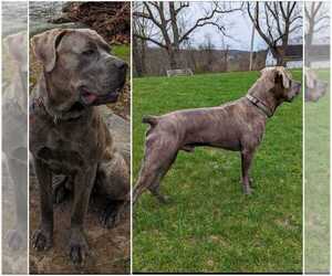 Father of the Cane Corso puppies born on 05/25/2022