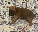 Small Photo #9 Boxer Puppy For Sale in BAYTOWN, TX, USA