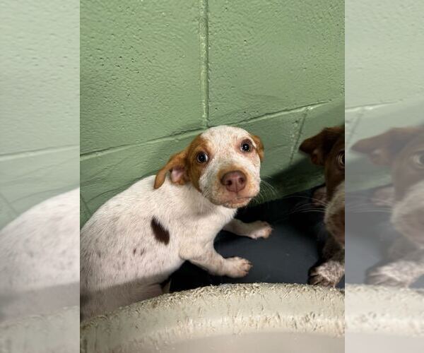 Medium Photo #3 Mutt Puppy For Sale in Elmsford, NY, USA