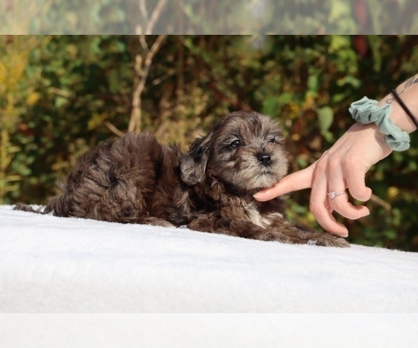 Medium Photo #63 ShihPoo Puppy For Sale in DYERSBURG, TN, USA