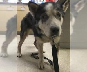 Siberian Husky Dogs for adoption in Riverside, CA, USA