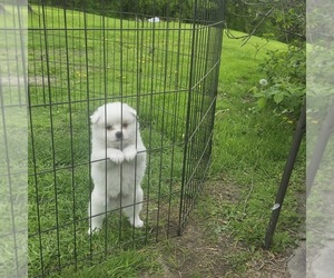 Medium American Eskimo Dog