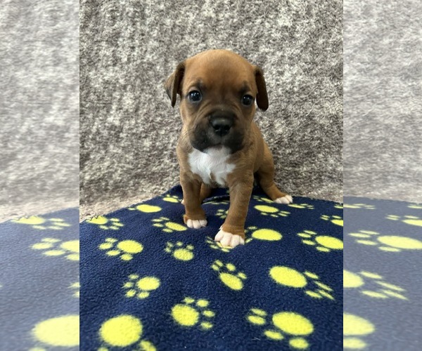 Medium Photo #4 American Staffordshire Terrier-Unknown Mix Puppy For Sale in Holly Springs, NC, USA