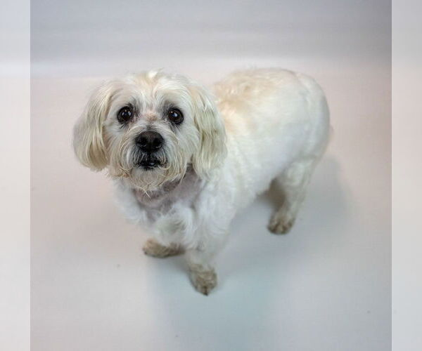 Medium Photo #5 Maltese-Unknown Mix Puppy For Sale in Kennesaw, GA, USA