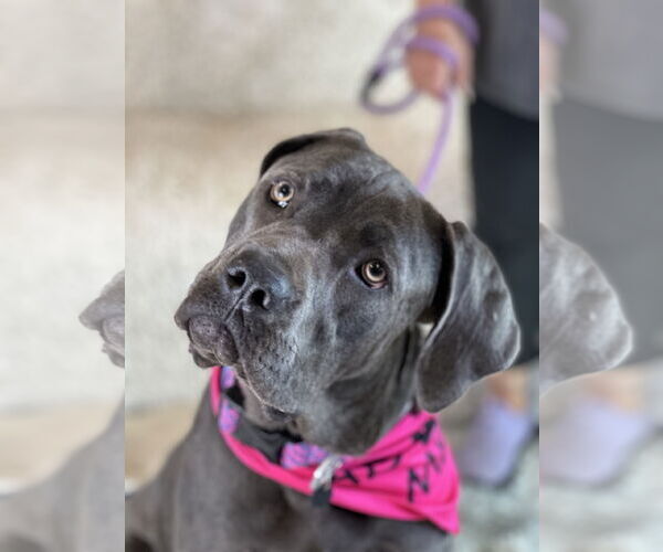 Medium Photo #10 Mutt Puppy For Sale in Goodyear, AZ, USA