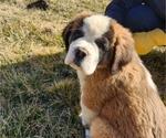 Small Photo #2 Saint Bernard Puppy For Sale in BETHEL, MO, USA