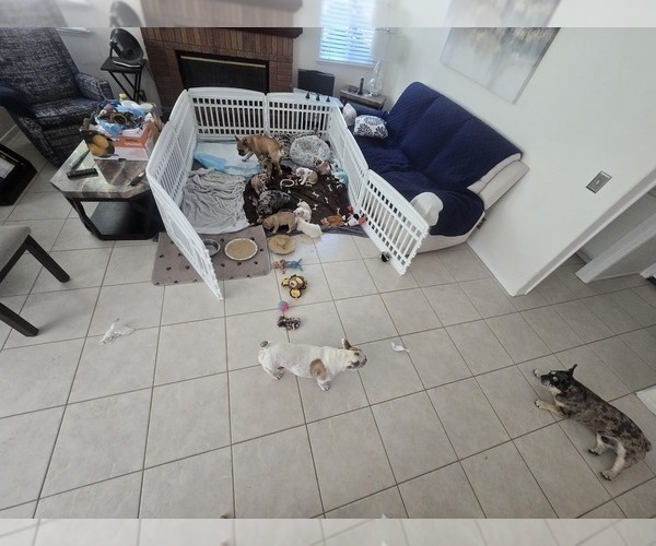 Medium Photo #7 French Bulldog Puppy For Sale in CHINO HILLS, CA, USA
