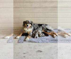Australian Shepherd Litter for sale in CASTLE HILLS, TX, USA