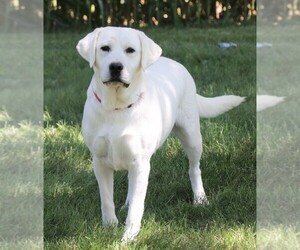 Mother of the Labrador Retriever puppies born on 07/04/2026