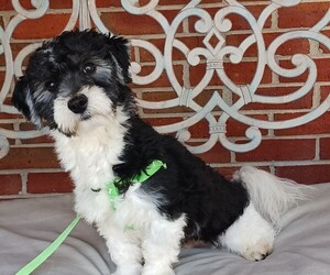 Havanese Puppy for sale in WINSTON SALEM, NC, USA