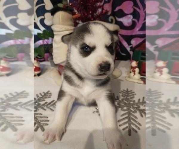 Medium Photo #11 Siberian Husky Puppy For Sale in DANBY, VT, USA