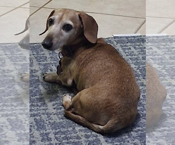 Medium Photo #2 Dachshund Puppy For Sale in Weston, FL, USA