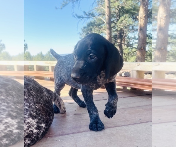 Medium Photo #25 German Shorthaired Pointer Puppy For Sale in FLORISSANT, CO, USA