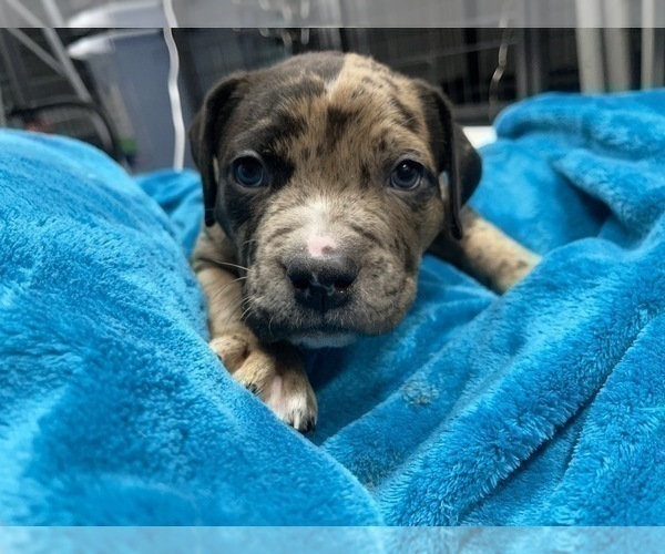 Medium Photo #157 American Bully Puppy For Sale in REESEVILLE, WI, USA