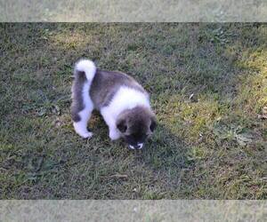 Akita Puppy for sale in LAKEWOOD, CA, USA