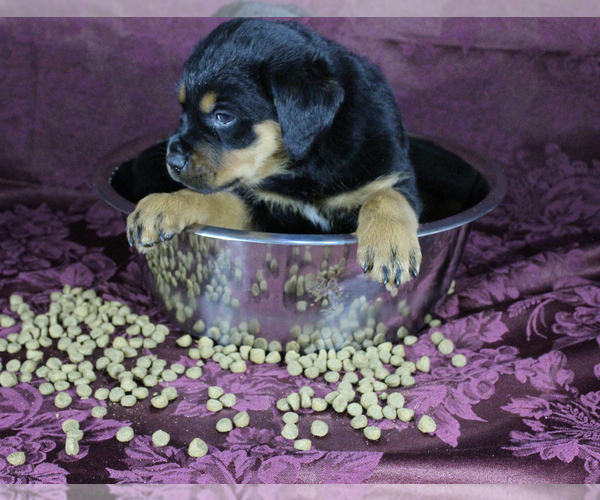 Medium Photo #15 Rottweiler Puppy For Sale in HEMINGWAY, SC, USA