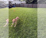Small #2 Labrador Retriever Mix