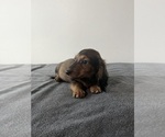 Small Photo #7 Dachshund Puppy For Sale in DAYTONA BEACH, FL, USA