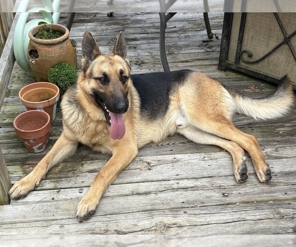 Medium Photo #1 German Shepherd Dog Puppy For Sale in SEAGROVE, NC, USA