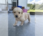 Small Photo #3 Golden Retriever Puppy For Sale in IDER, AL, USA