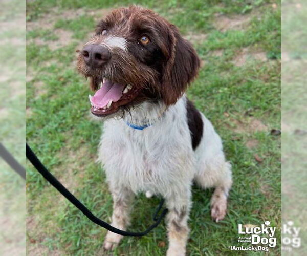 Medium Photo #4 German Wirehaired Pointer-Unknown Mix Puppy For Sale in Washington, DC, USA