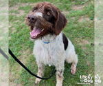 Small #3 German Wirehaired Pointer Mix