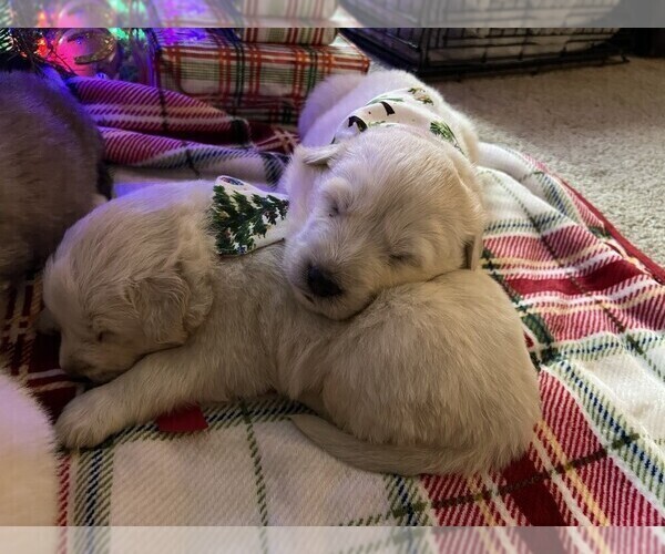 Medium Photo #9 Anatolian Pyrenees Puppy For Sale in CULDESAC, ID, USA