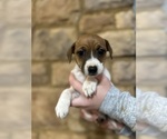 Small Photo #7 Jack Russell Terrier Puppy For Sale in CANNON FALLS, MN, USA