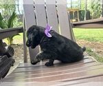 Puppy Violet Gollie