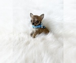 Small #7 Chihuahua